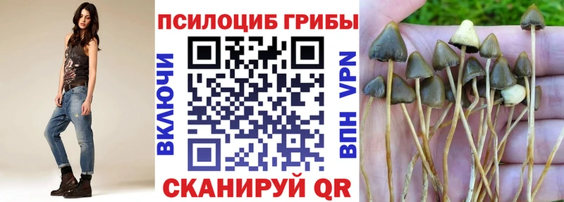 Псилоцибиновые грибы Psilocybe  Купить закладки  Боровск 